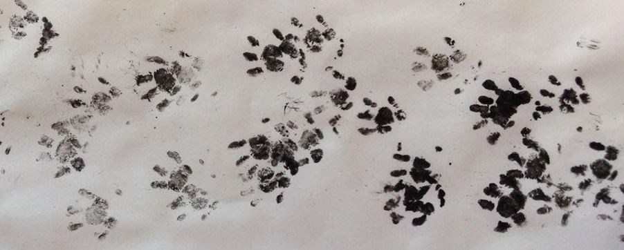 Hedgehog Conservation footprints