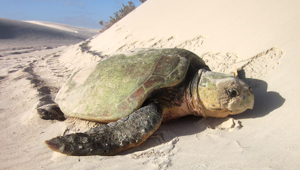 Loggerhead_sea_turtle_in-Gnaraloo-Bay-in_western_australia