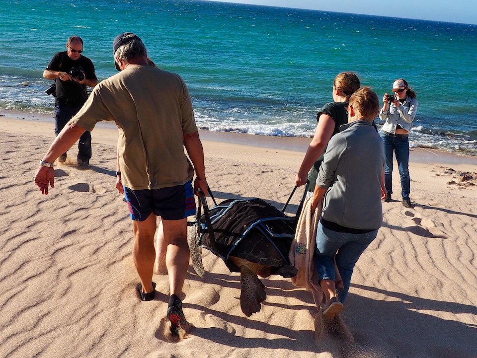 Green-turtle-gets-released-by-conservation-volunteers-and-interns-at-the-Ningaloo-Turtle-Program
