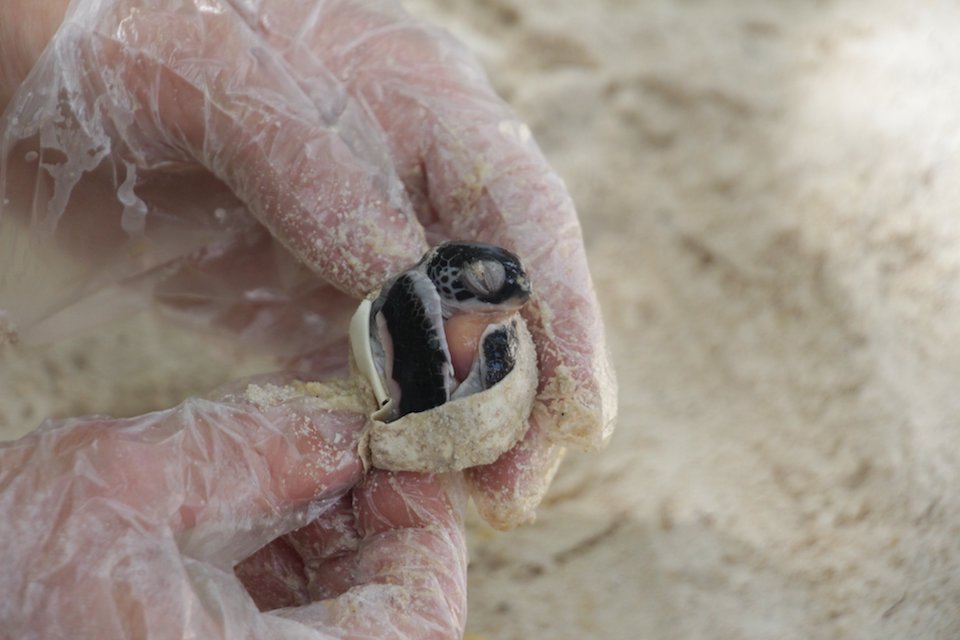 Sea-turtle-hatching-in-egg-being-handled-by-a-researcher