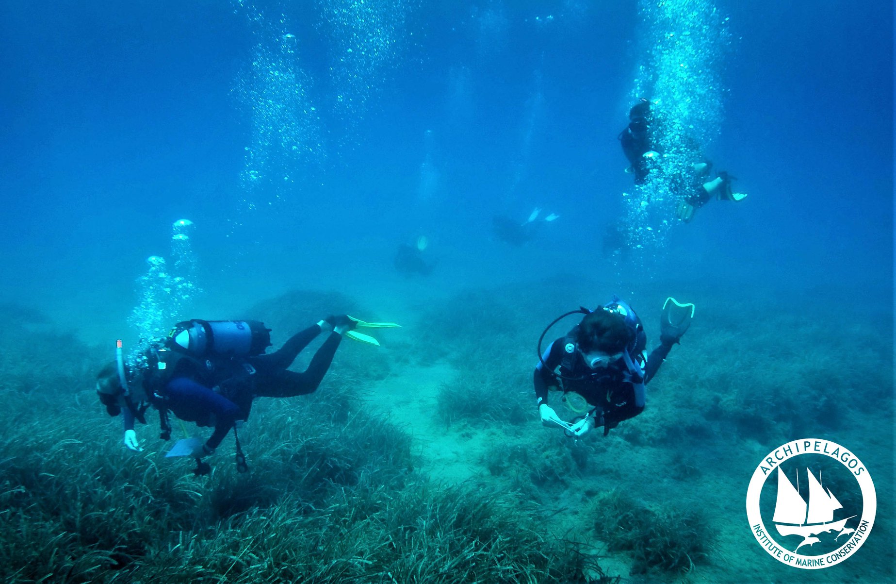 Conservation-interns-assist-with-seagrass-research-dives-off-the-Aegean-Islands-in-Greece
