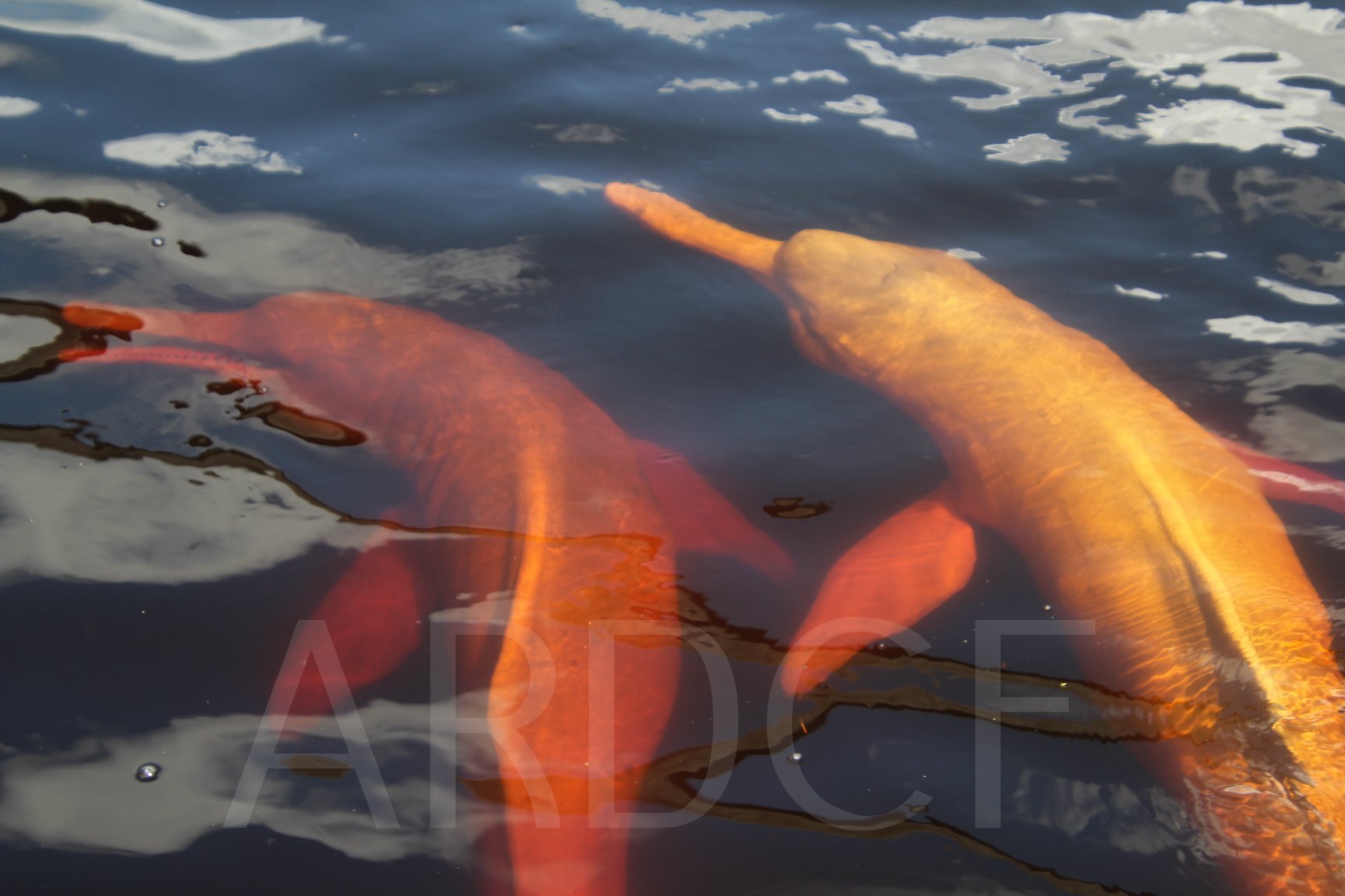 Two-dolphins-swimming_Amazon-River-Dolphin-Conservation-Foundation-podcast