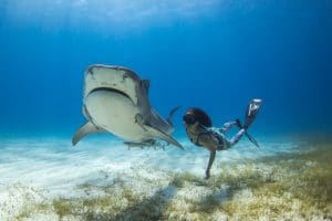 Her her work with sharks may look glamorous, it comes with its challenges - and Madi says diving with live sharks doesn’t happen very often