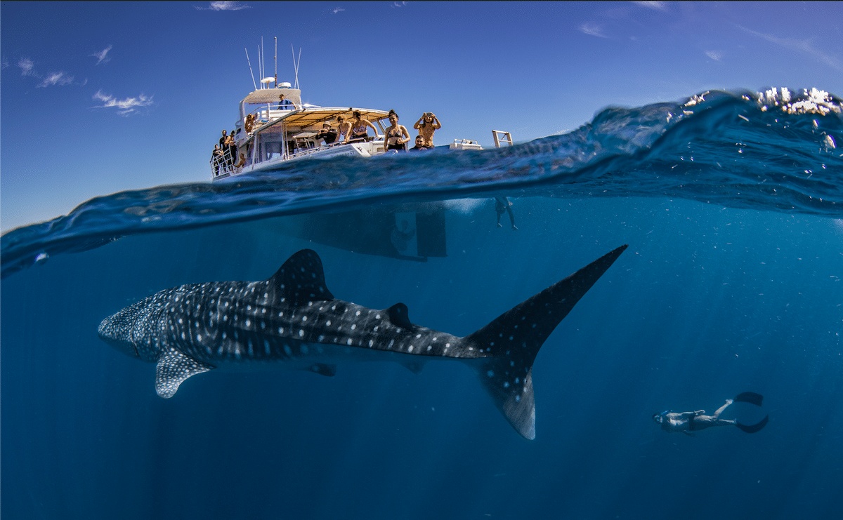 A whale shark swims under the Exmouth Dive & Whalesharks boat