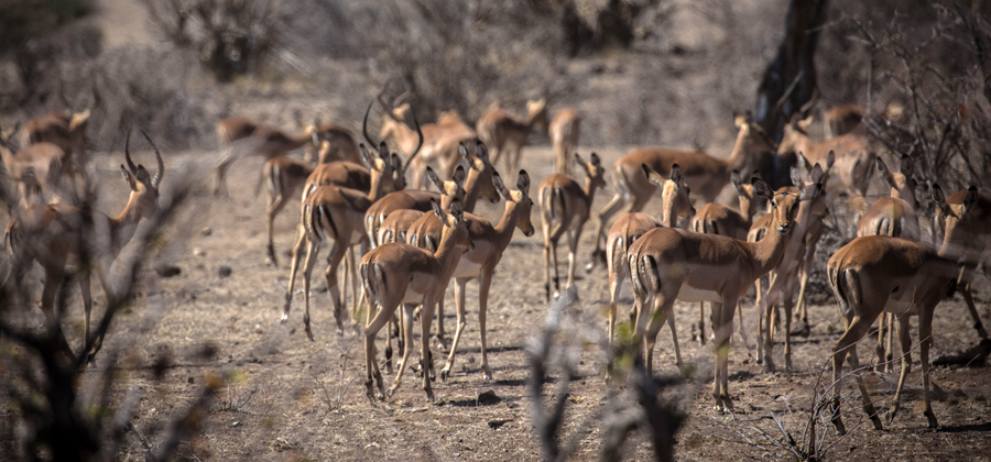 safari guide training south africa