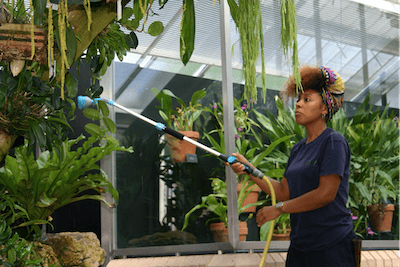 A botanist waters an indoor collection of tropical plants.