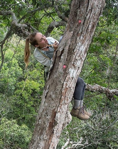 A young botanist records data while suspended in a harness in a tree.