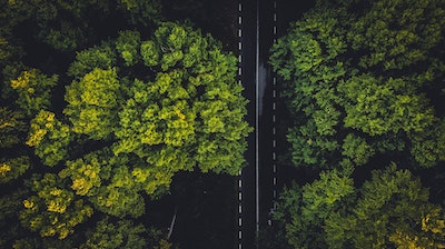 A highway runs beneath a forest canopy, as viewed from above.