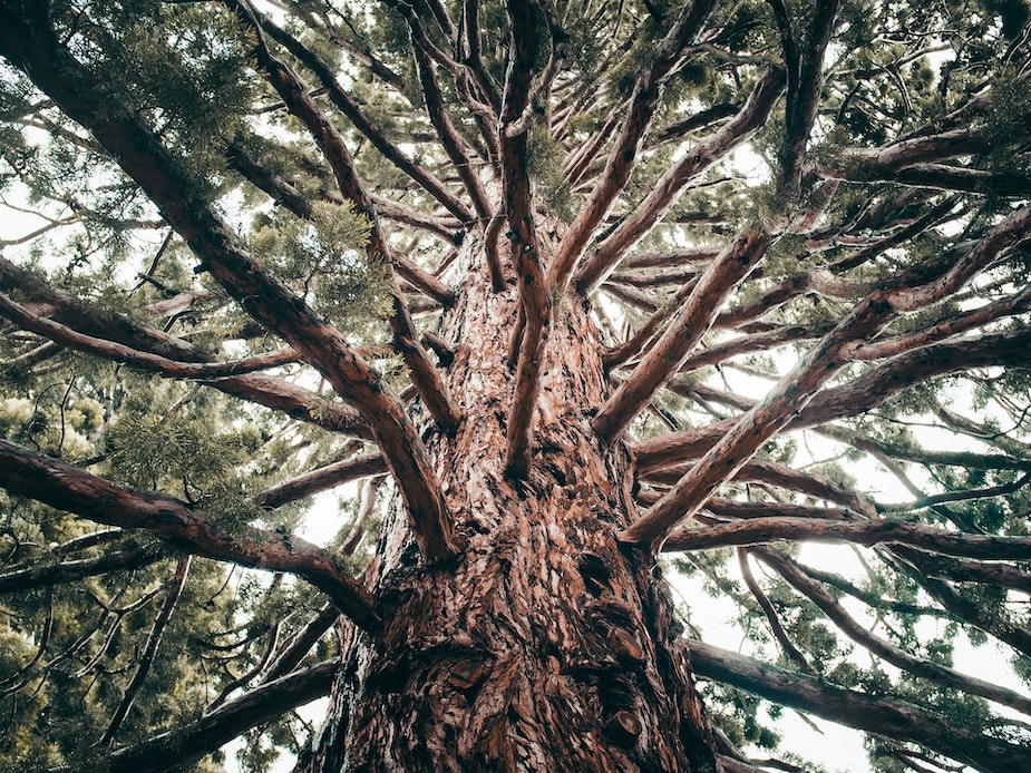 A giant sequoia tree, or redwood, in the United States.