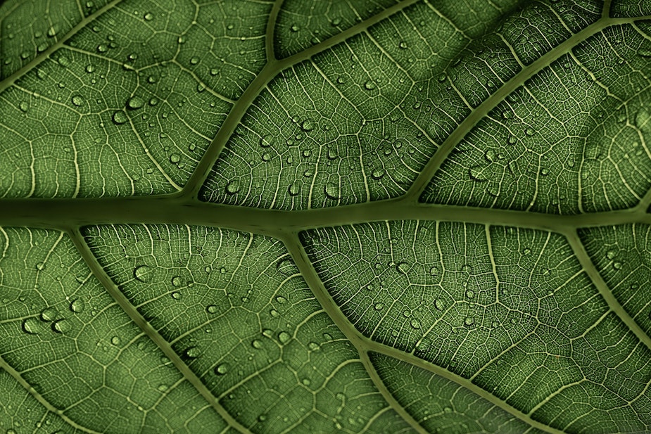 A Ficus lyrata leaf in the sunlight. Ficus or fig trees play an important role in tropical rainforests and tropical botany.