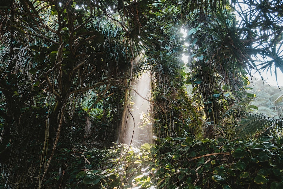 Sunlight reaches the forest floor of a tropical rainforest. Tropical botany is the study of tropical plants.