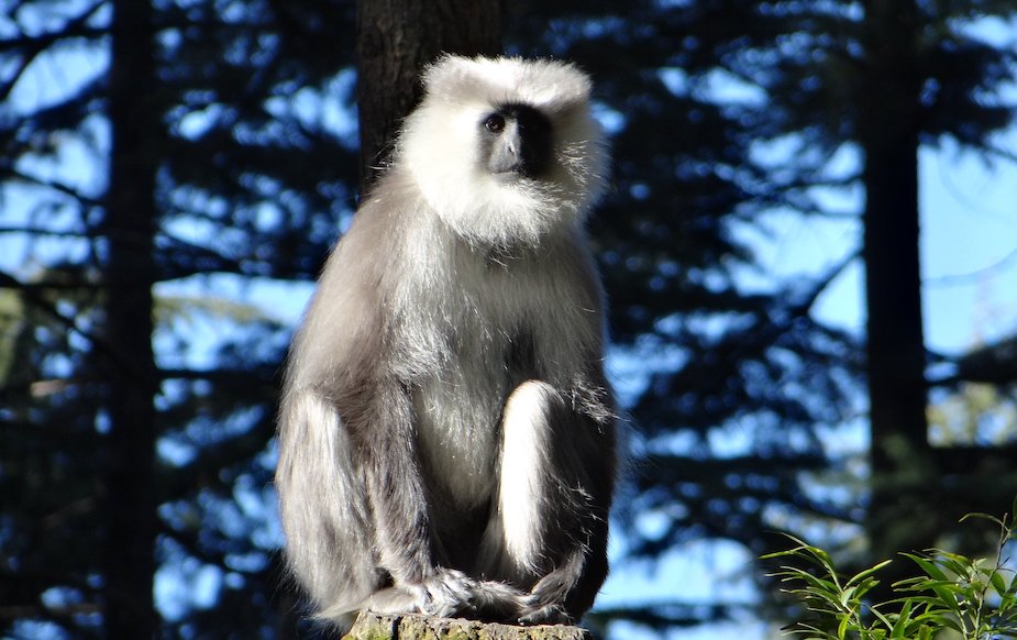 A grey langur, one of many endangered species that conservationists are working to protect.