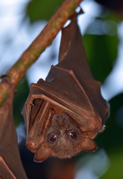 Ingenuity at Play in Making Bat Catching Nets - Help us to get Josh to  Galapagos to continue his work with the little red bat & the hoary bat. -  Givealittle