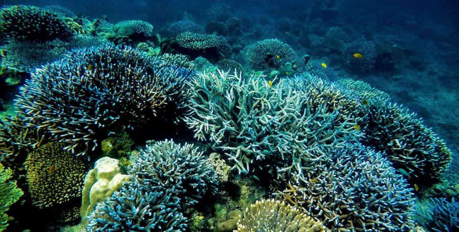 Underwater photo of a coral reef