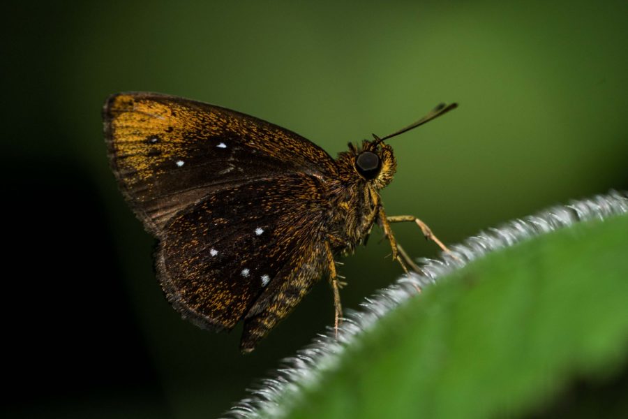 Photo of a brown speckled butterfly on a leaf