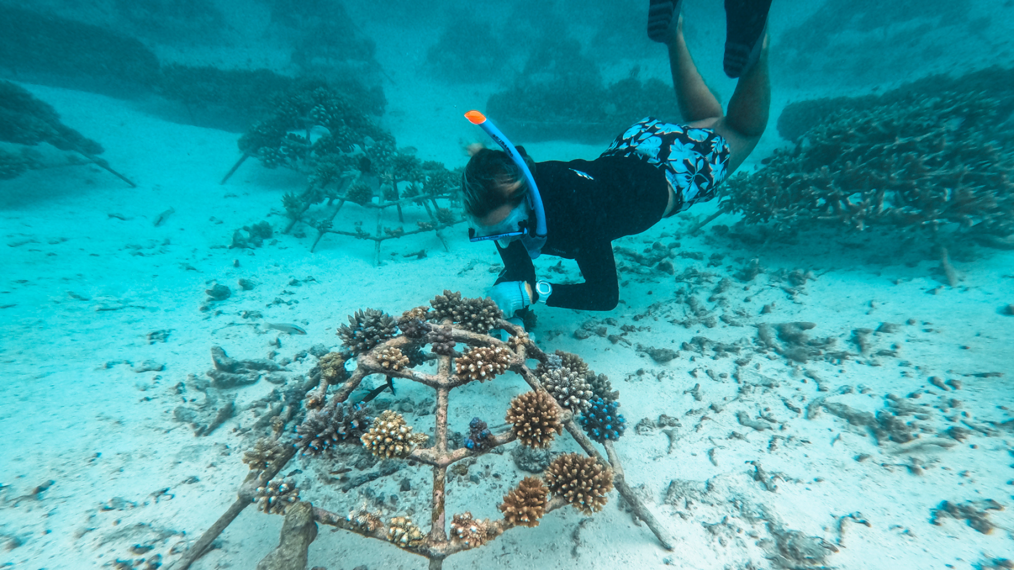 How Underwater Cameras Can Help Conserve the Hawai'i Deep 7