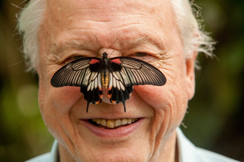 Sir David Attenborough at Big Butterfly Count launch by Helen Atkinson.