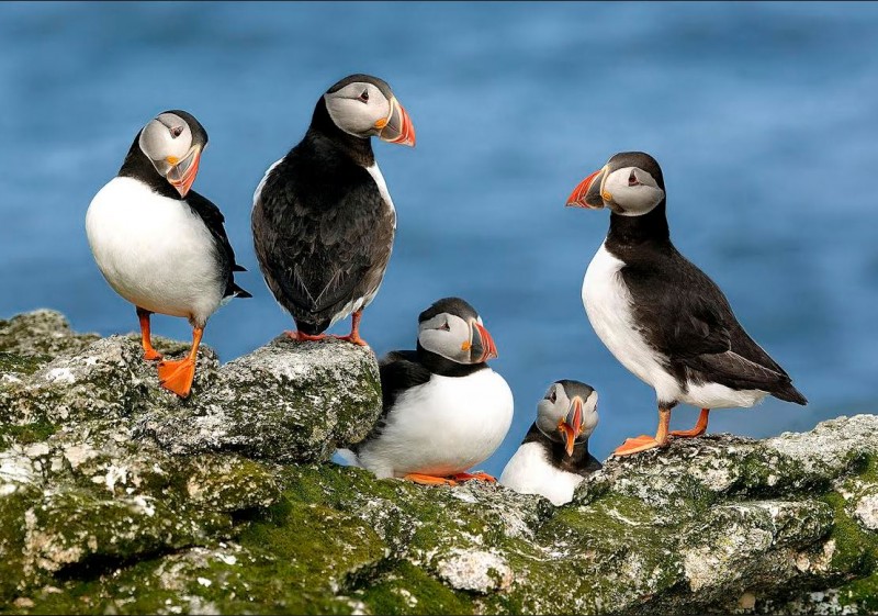 Puffins, Island of Foula, Scotland.