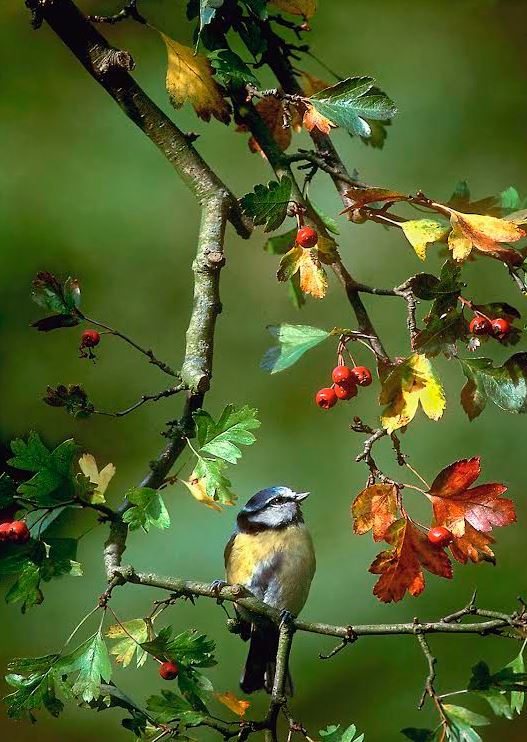 Blue tit with hawthorn