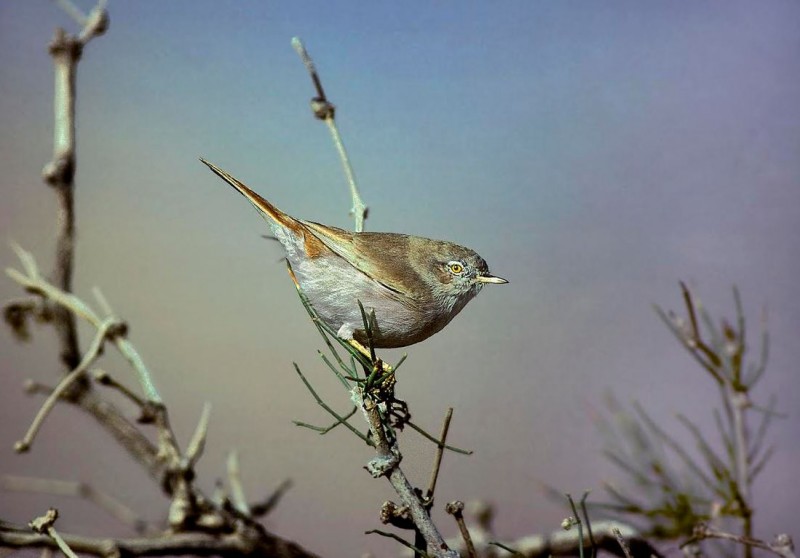 Asian Desert Warbler, Negev Desert.