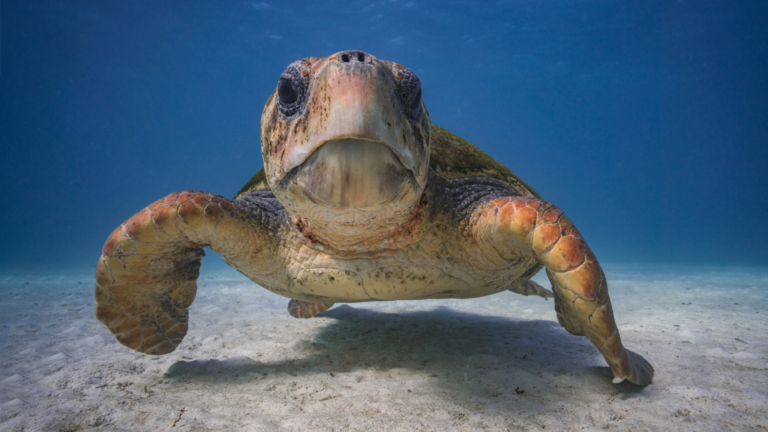 The image shows a male adult Loggerhead sea turtle underwater. The image is taken below the surface. This species is one of the three species that nest every year in Florida’s beaches. It is brown-ish, has a big head, weighs 200 to 350 pounds and measures about 3 feet in length.
