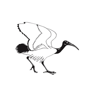 The logo of the British Ornithologist's Club (BOC). Follow this guide to learn how to become an ornithologist.
