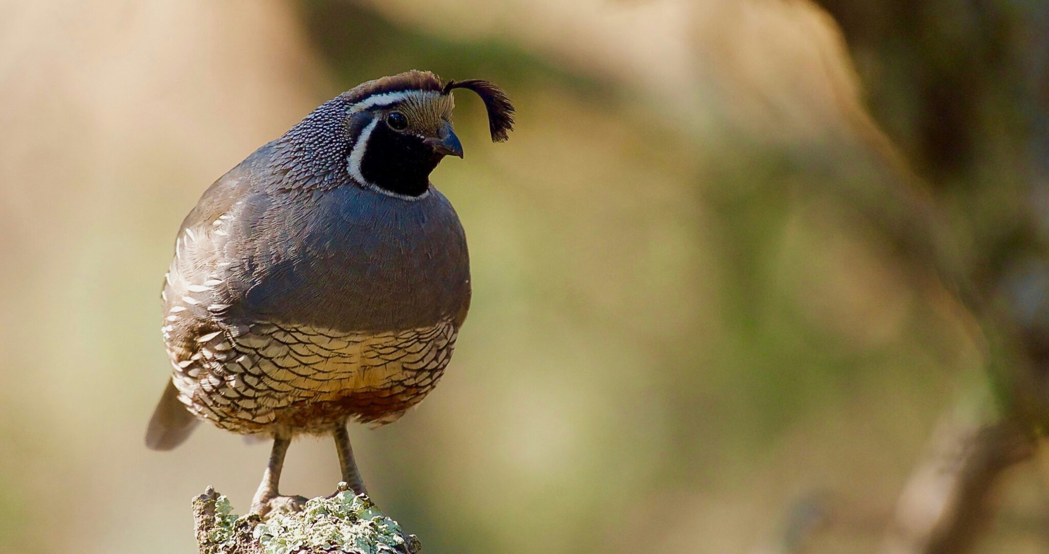 A male California quail perched on a branch. Find out how to become an ornithologist as study birds in this ultimate guide.