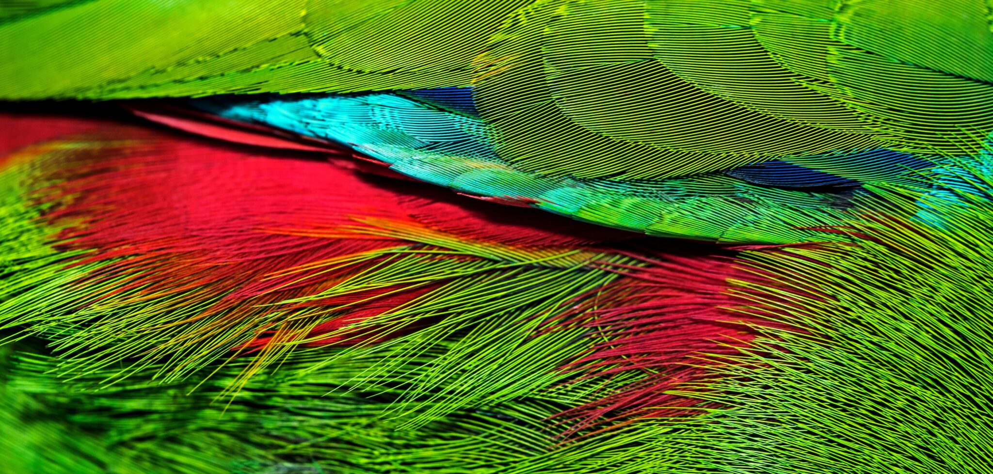 A close-up photo of the green, red and blue feathers of an Eclectus parrot.