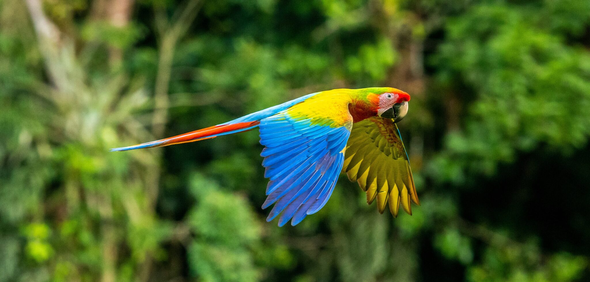 A colourful macaw in flight in Costa Rica, with a forest in the background. Ornithologists study birds such as macaws.