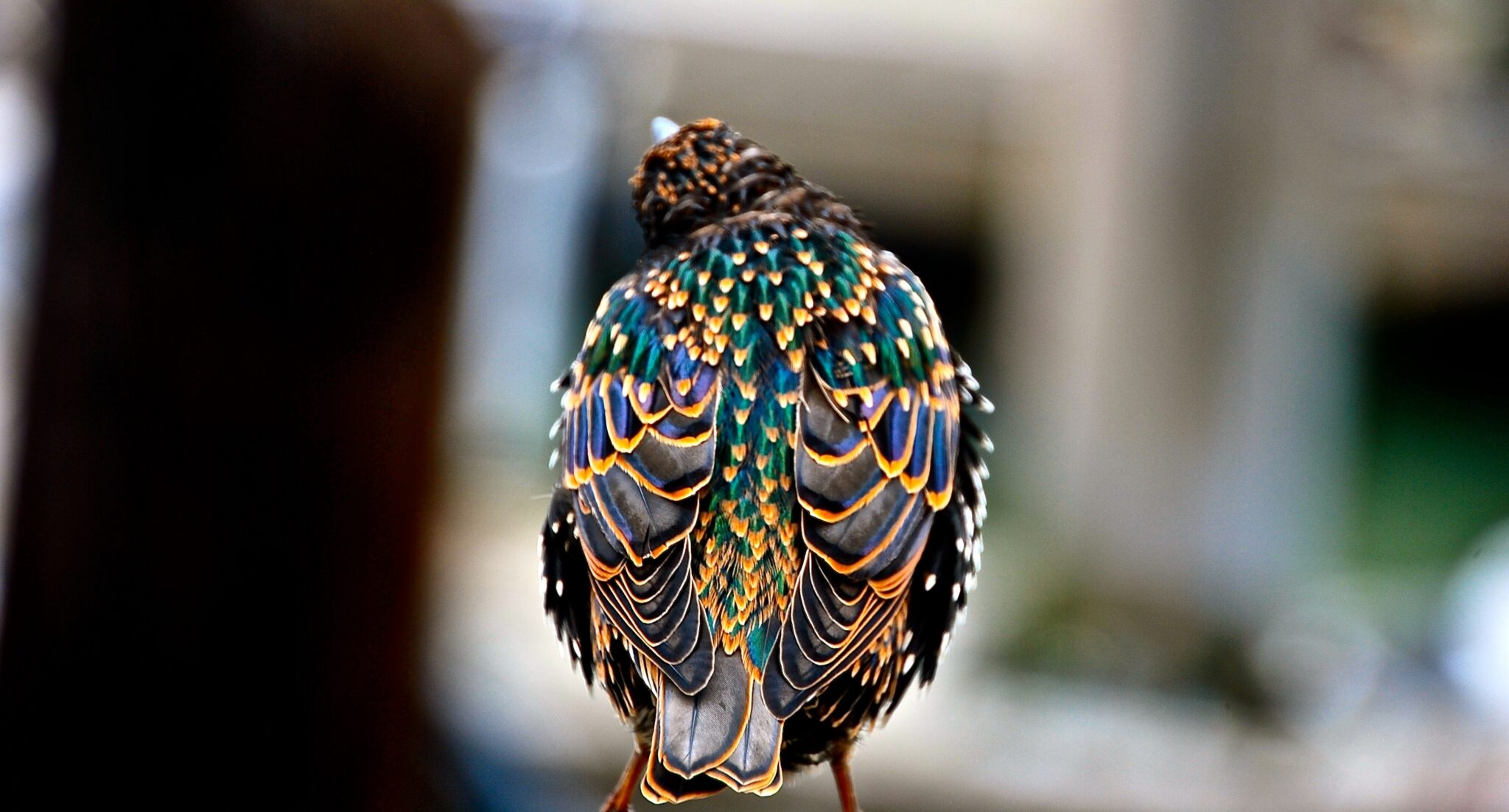 A bird with irredescent feathers perched in an urban environment, photographed from behind, with its head titled to one side. Read this guide to find out how to become an ornithologist and study birds.