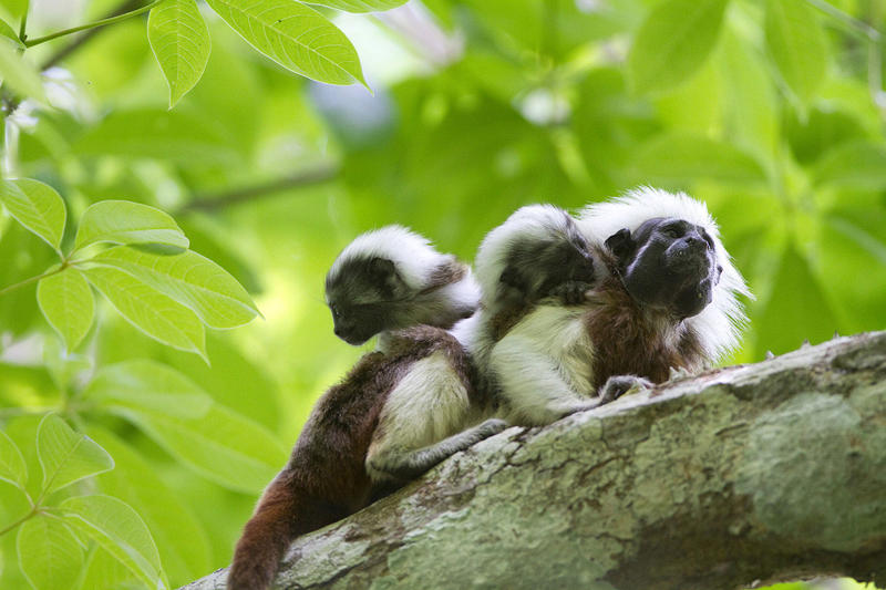 A cotton-top tamarin in a tree carrying two baby tamarins on its back.