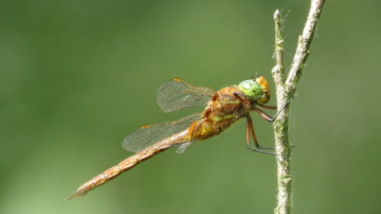 A Norfolk Hawker dragonfly.