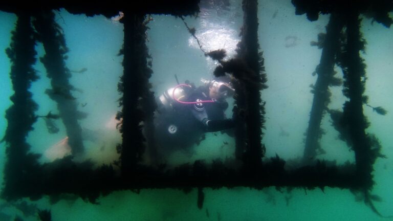 A conservationist floats under the water wearing her dive gear. She is looking at an artificial structure covered in algae.
