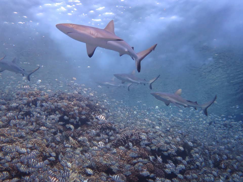 Five black reef tip sharks swim above a school of convict tangs.