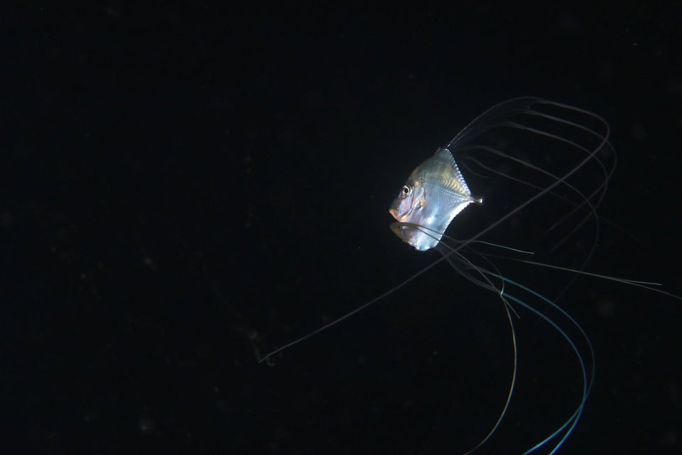 A picture of a Diamond Trevally or an Indian Threadfish swimming away from the camera. The background water is very dark.