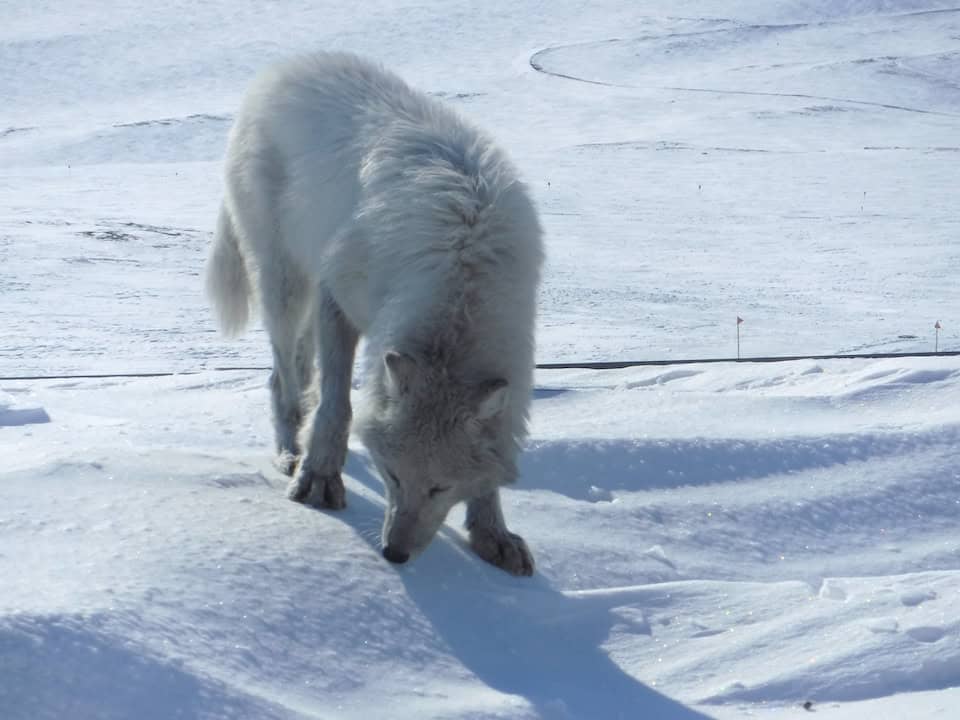 An Arctic Wolf in the foreground on snow, sniffing the ground, its white fur blending with the icy landscape captured by Dr Sandra Lai at Alert, Ellesmere Island, Canada.
