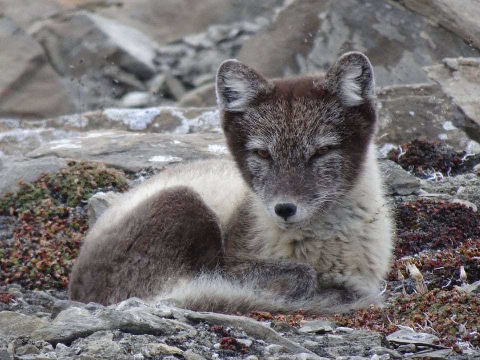 Arctic Fox curled up and facing the camera, captured at Alert, Ellesmere Island, Canada.