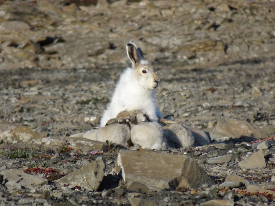 A female Arctic Hare nursing leverets in a rock landscape at Alert, Ellesmere Island.