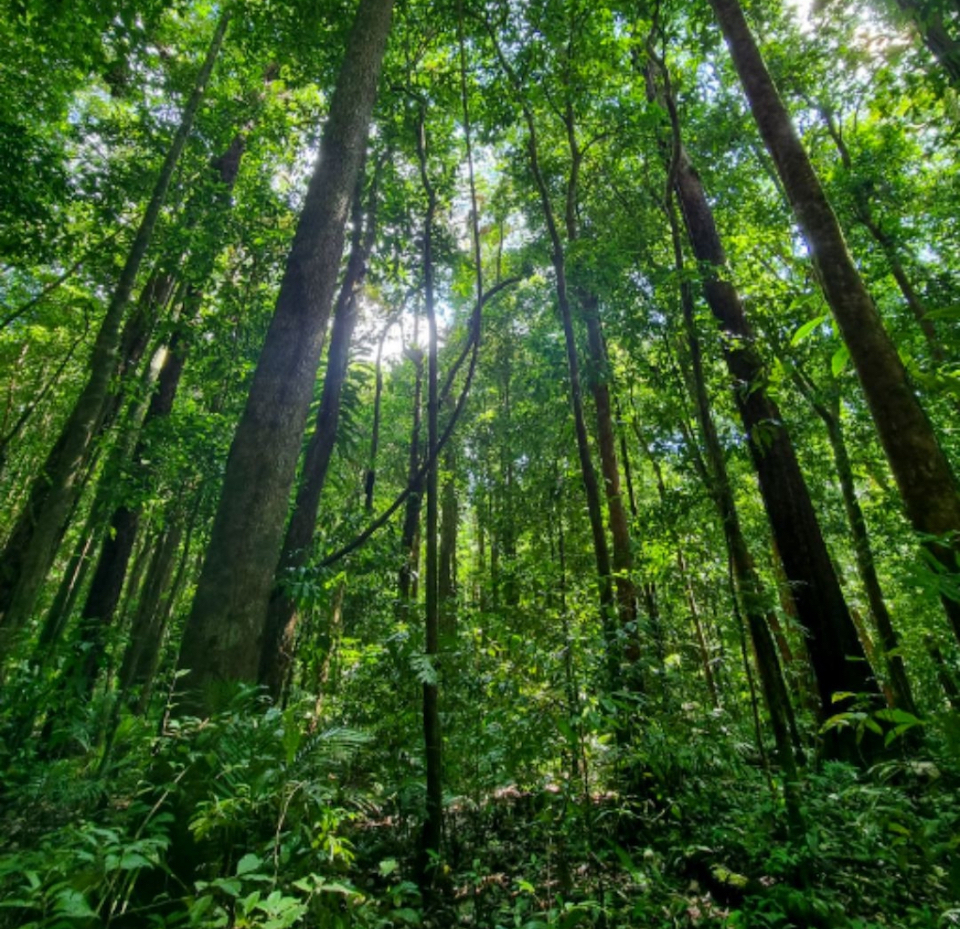 The Daintree Rainforest.