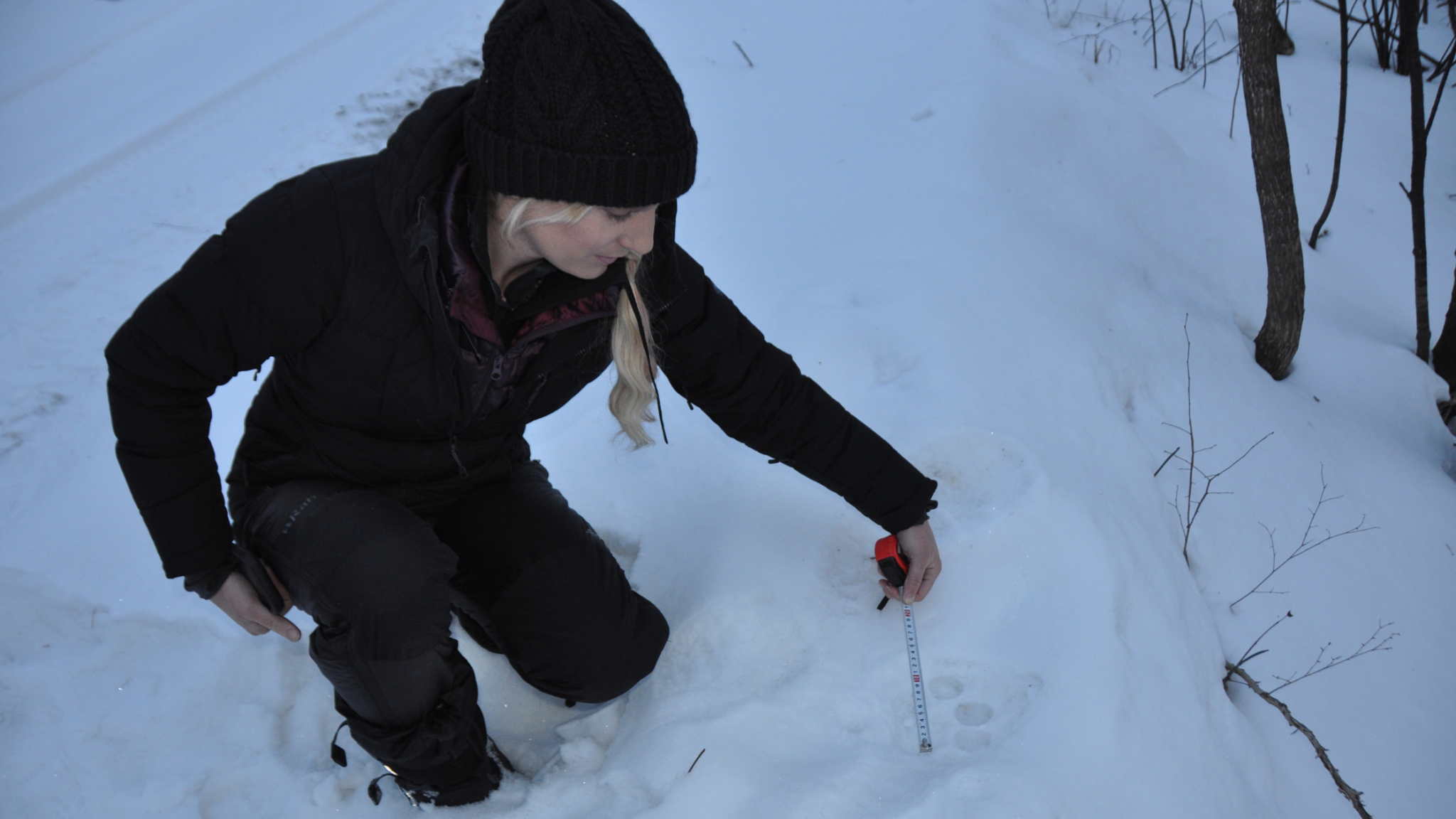 A woman measuring a tiger print in the snow.