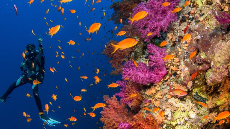 A vibrant coral reef teeming with orange fish and purple corals, with a scuba diver exploring in the background.