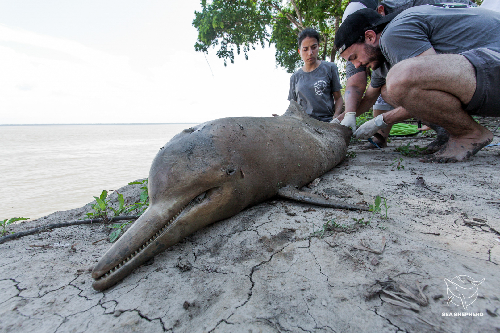 Nathalie Gil in the field, assisting in the rescue of a dolphin as part of a Sea Shepherd conservation effort. Photo rights: Sea Shepherd.