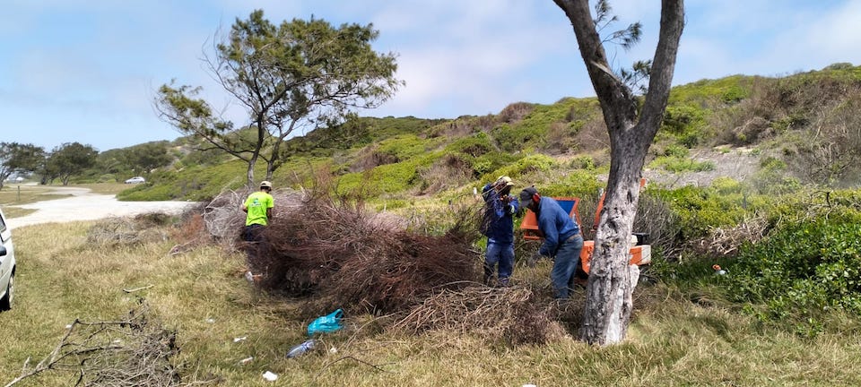 A section of dune, spanning 10 hectares, was thoroughly cleared of Rooikrans (Red eye wattle, an invasive species South Africa) to restore the natural landscape.