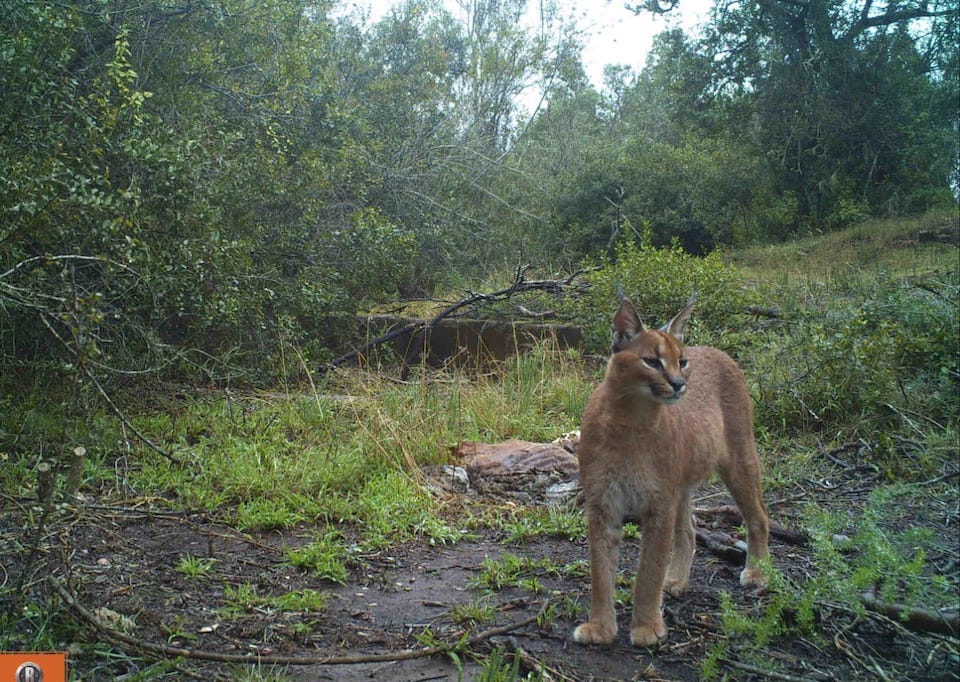 Through camera trapping, the conservancy tracks local wildlife. This elusive Rooikat (Caracal caracal) was recently captured on one of the trails.