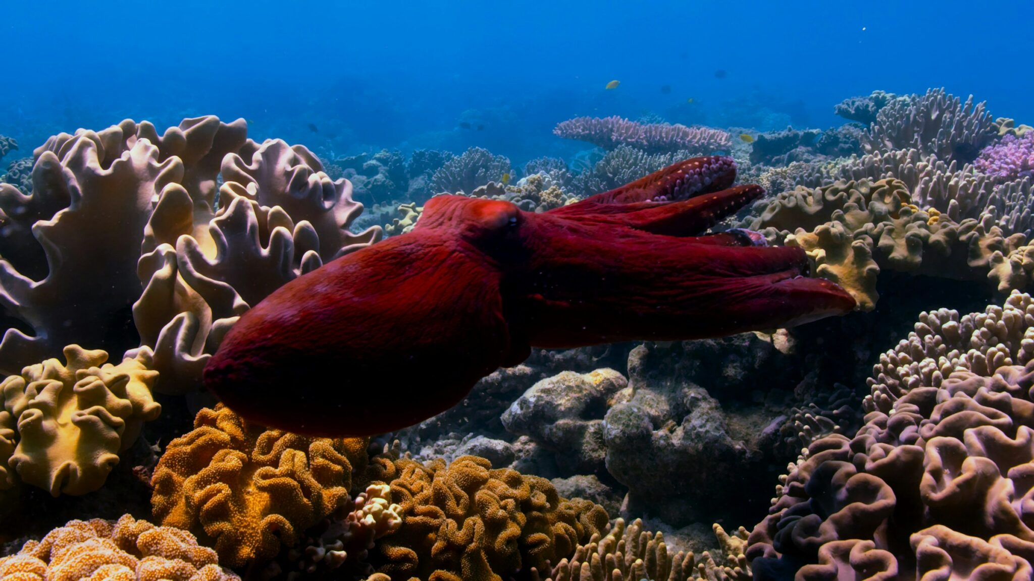 A red octopus swimming over a coral reef. As an oceanographer you might study the effects of climate change on coral reef health.
