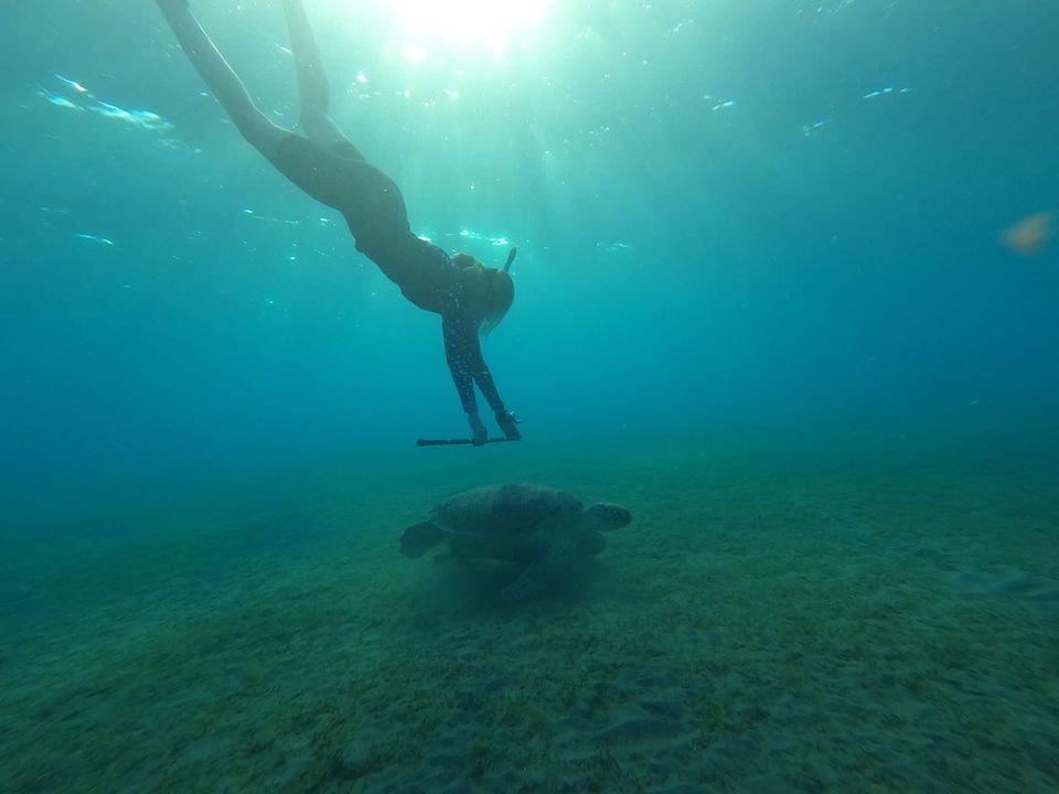 A woman scuba dives under the water holding a tape measurer to measure a turtle.