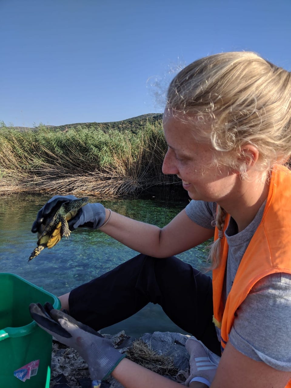 A conservationist holds a baby turtle in her right hand. She is on land near water.