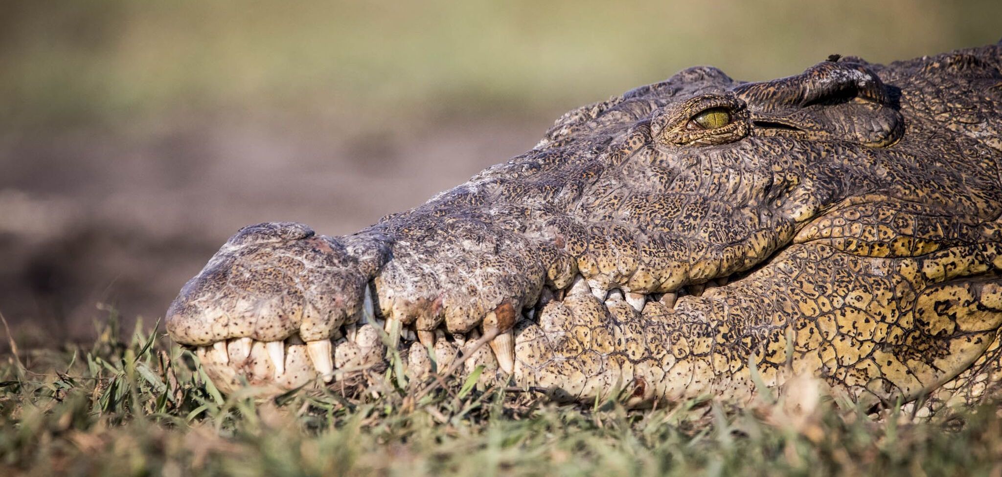 A close-up of a crocodile's head. If you become a conservation officer, you could help protect wildlife.