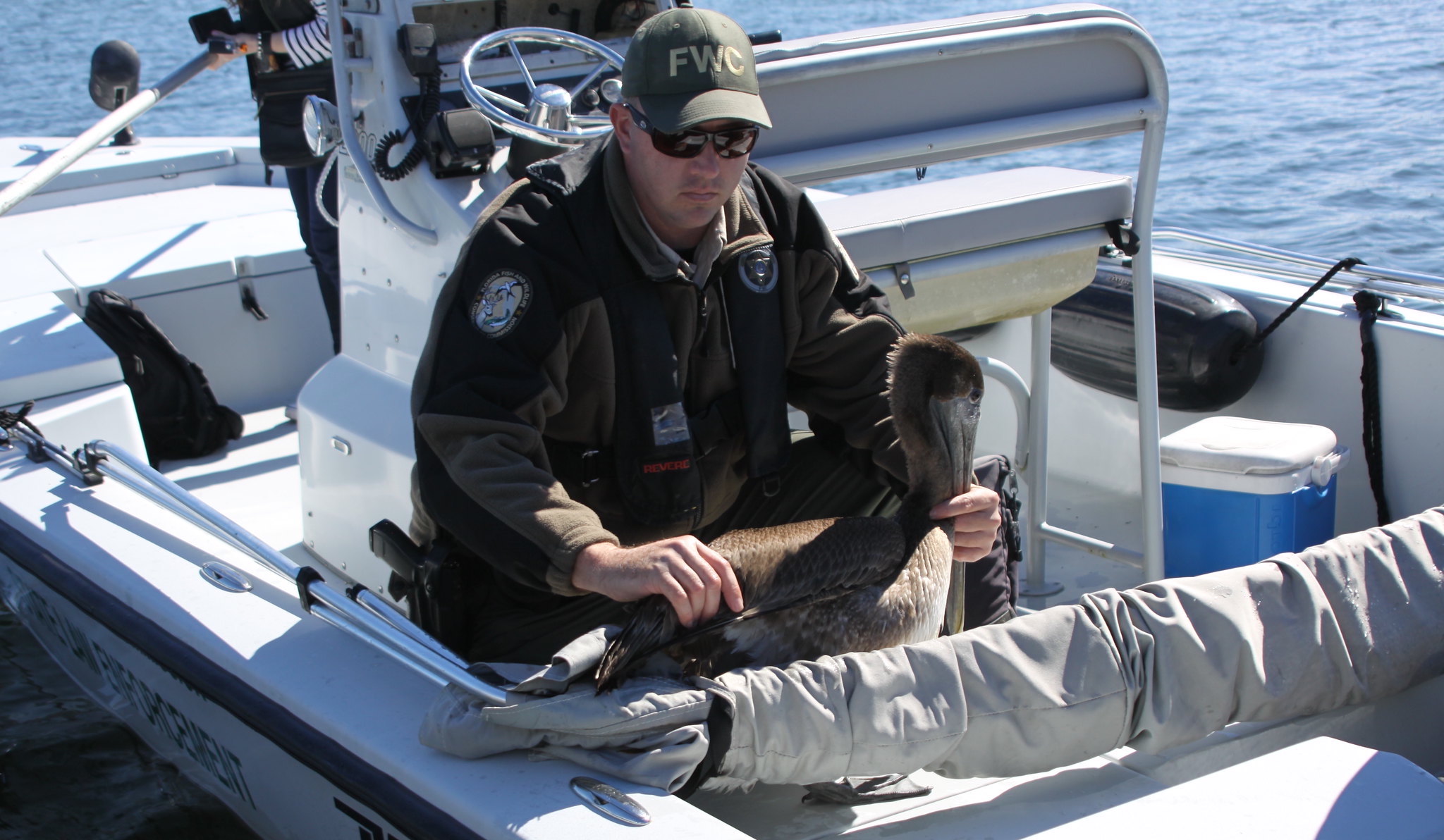 A male conservation officer on a boat holding a pelican. As a conservation officer you could help perform wildlife rescue missions.