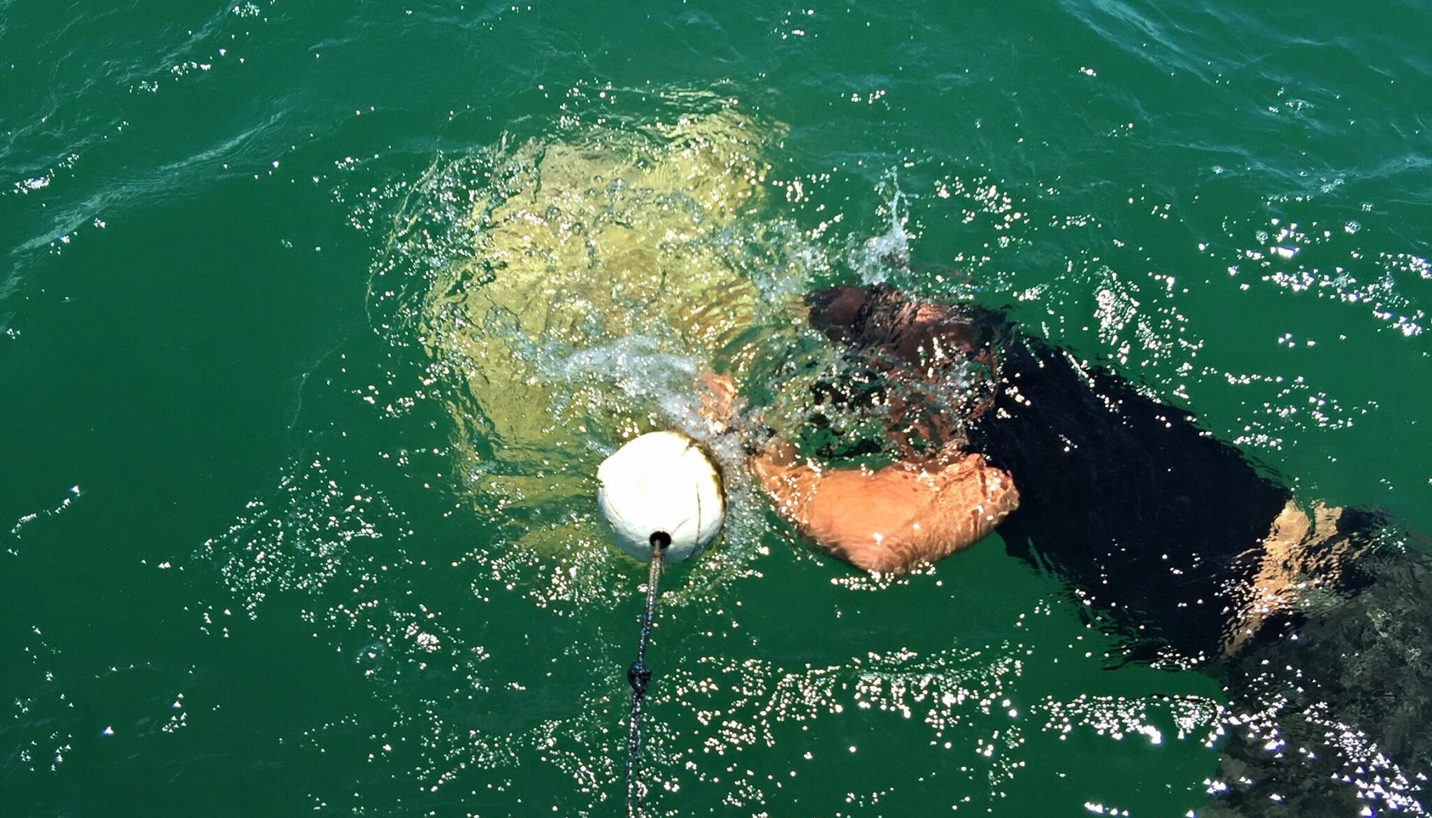 A male conservation officer swimming with his head down in water, beside the shape of a sea loggerhead turtle. As a conservation officer, you might find yourself performing wildlife rescue missions.